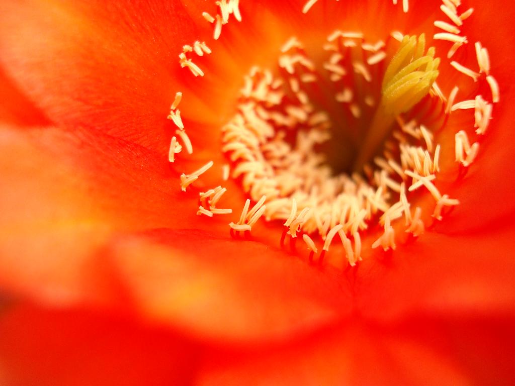 Eigene Echinopsis/RL 05-51 3a.jpg